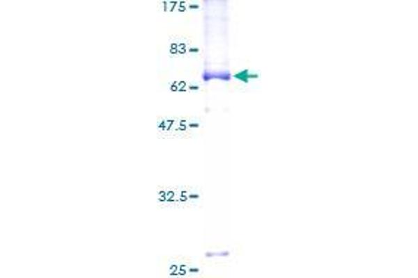 SUN5 Protein (AA 1-379) (GST tag)