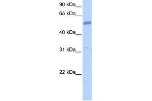 EMID2 antibody used at 1 ug/ml to detect target protein. (Collagen, Type XXVI, alpha 1 (COL26A1) (C-Term) antibody)