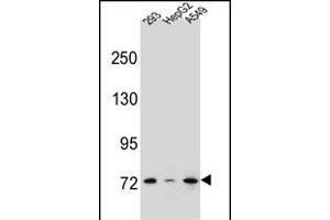 ZN Antibody (N-term) (ABIN656449 and ABIN2845734) western blot analysis in 293,HepG2,A549 cell line lysates (35 μg/lane). (ZNF569 antibody  (N-Term))