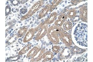 CDH8 antibody was used for immunohistochemistry at a concentration of 4-8 ug/ml to stain Epithelial cells of renal tubule (arrows) in Human Kidney. (Cadherin 8 antibody  (Middle Region))