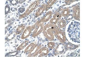 CDH8 antibody was used for immunohistochemistry at a concentration of 4-8 ug/ml to stain Epithelial cells of renal tubule (arrows) in Human Kidney. (Cadherin 8 antibody  (Middle Region))