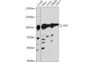 Western blot analysis of extracts of various cell lines, using RTF1 antibody (ABIN7270107) at 1:1000 dilution. (RTF1 antibody  (AA 300-400))