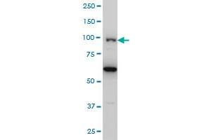 OCRL monoclonal antibody (M02), clone 4A6 Western Blot analysis of OCRL expression in Hela S3 NE . (OCRL antibody  (AA 146-239))