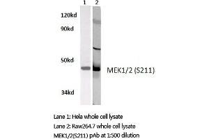 Western blot (WB) analyzes of MEK1/2 antibody in extracts from hela and raw264. (MEK1 antibody)