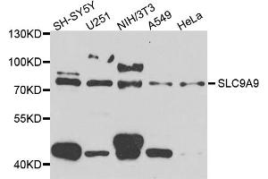 Western blot analysis of extracts of various cell lines, using SLC9A9 antibody (ABIN5974556) at 1/1000 dilution. (SLC9A9 antibody)