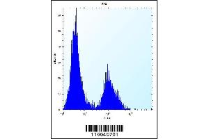 Flow cytometric analysis of 293 cells (right histogram) compared to a negative control cell (left histogram). (Claudin 2 antibody  (C-Term))