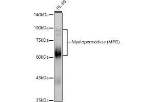 Western blot analysis of extracts of HL-60 cells, using Myeloperoxidase (MPO) antibody (ABIN6128315, ABIN6143964, ABIN6143965 and ABIN6217844) at 1:1000 dilution. (Myeloperoxidase antibody  (AA 50-310))