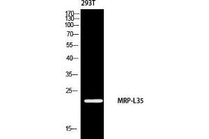 Western Blot (WB) analysis of 293 using MRP-L35 antibody. (MRPL35 antibody)