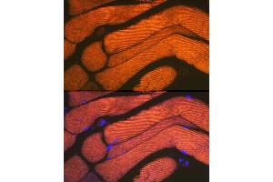 Immunofluorescence analysis of mouse bone marrow cells using  Rabbit mAb (ABIN7265398) at dilution of 1:100 (40x lens). (ACTN3 antibody)