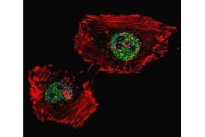 Fluorescent confocal image of HeLa cell stained with LSD1 antibody. (LSD1 antibody  (AA 819-852))