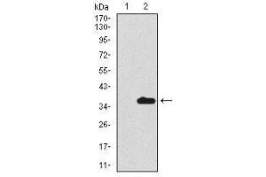 Image no. 2 for anti-Secretoglobin, Family 1A, Member 1 (Uteroglobin) (SCGB1A1) antibody (ABIN1491296) (SCGB1A1 antibody)