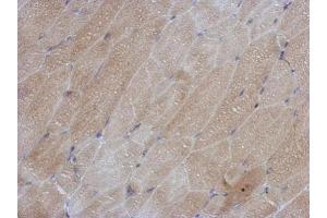 IHC-P Image Immunohistochemical analysis of paraffin-embedded mouse muscle, using SOD1, antibody at 1:500 dilution.
