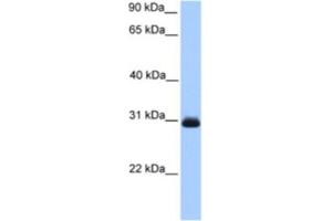Western Blotting (WB) image for anti-Hydroxyacylglutathione Hydrolase (HAGH) antibody (ABIN2463633) (HAGH antibody)