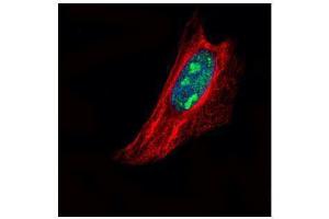 ICC/IF Image Confocal immunofluorescence analysis (Olympus FV10i) of paraformaldehyde-fixed HeLa, using TSPYL1, antibody (Green) at 1:500 dilution. (TSPYL1 antibody)