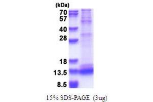 SDS-PAGE (SDS) image for Caspase 3 (CASP3) (AA 176-277) protein (ABIN7280651)