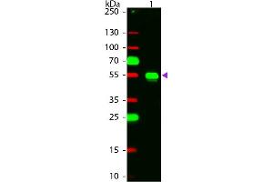 Western Blot of Chicken anti-Rabbit IgG Rhodamine Conjugated Secondary Antibody. (Chicken anti-Rabbit IgG (Heavy & Light Chain) Antibody (TRITC) - Preadsorbed)