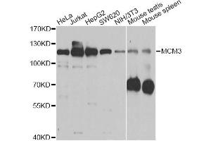 Western blot analysis of extracts of various cell lines, using MCM3 antibody (ABIN5970419) at 1/1000 dilution. (MCM3 antibody)