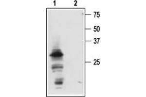 Western blot analysis of mouse submandibular glands (SMGs): - 1. (Nerve Growth Factor antibody  (Pro-Domain))