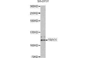 Western blot analysis of extracts of SH-SY5Y cells, using TRPC5 antibody (ABIN6003795) at 1/2000 dilution. (TRPC5 antibody)