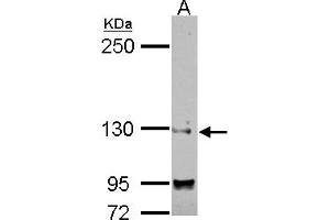 SAP130 antibody  (N-Term)