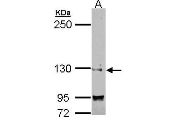 SAP130 antibody  (N-Term)