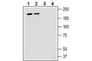 Western blot analysis of human Jurkat T-cell leukemia cell line lysate (lanes 1 and 3) and human MCF-7 breast adenocarcinoma cell line lysate (lanes 2 and 4): - 1, 2. (IQGAP1 antibody  (Intracellular))