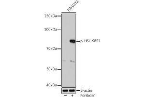 Western blot analysis of extracts of NIH/3T3 cells, using Phospho-HSL-S853 Rabbit mAb (ABIN7268280) at 1:1000 dilution. (LIPE antibody  (pSer853))