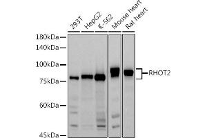 Western blot analysis of extracts of various cell lines, using (ABIN3016307, ABIN3016308, ABIN1682532 and ABIN6219710) at 1:1000 dilution. (RHOT2 antibody  (AA 280-480))