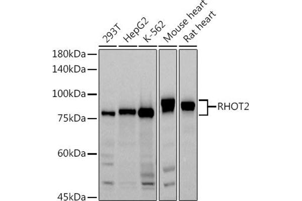 RHOT2 anticorps  (AA 280-480)