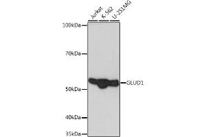 Western blot analysis of extracts of various cell lines, using GLUD1 Rabbit mAb (ABIN7267411) at 1:1000 dilution. (GLUD1 antibody)