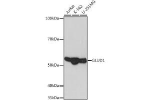 Western blot analysis of extracts of various cell lines, using GLUD1 Rabbit mAb (ABIN7267411) at 1:1000 dilution. (GLUD1 antibody)