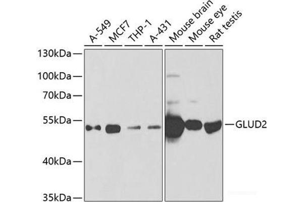 GLUD2 antibody