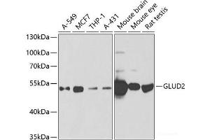 Western blot analysis of extracts of various cell lines using GLUD2 Polyclonal Antibody at dilution of 1:1000. (GLUD2 antibody)