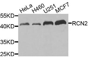 Western blot analysis of extracts of various cells, using RCN2 antibody.