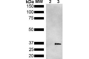 Western Blot analysis of Pseudomonas aeruginosa Metallothionein (PmtA) GST tagged showing detection of 36 kDa Metallothionein protein using Mouse Anti-Metallothionein Monoclonal Antibody, Clone 2B5 (ABIN5650705).