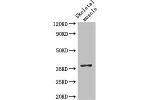 Western Blot Positive WB detected in: Mouse skeletal muscle tissue All lanes: DNAJB6 antibody at 2. (DNAJB6 antibody  (AA 208-326))