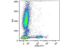 Surface staining of human peripheral blood cells with anti-CD56 (MEM-188) FITC. (CD56 antibody)