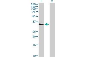 Western Blot analysis of CDK3 expression in transfected 293T cell line by CDK3 MaxPab polyclonal antibody.