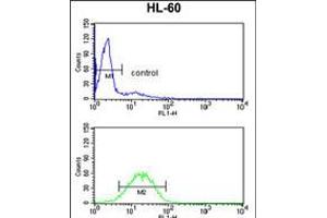 Flow cytometry analysis of HL-60 cells (bottom histogram) compared to a negative control cell (top histogram). (VDAC1 antibody  (AA 95-124))