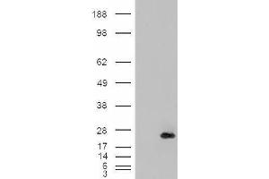 HEK293 overexpressing CRP2 (ABIN5397240) and probed with ABIN238612 (mock transfection in first lane). (CSRP2 antibody  (Internal Region))