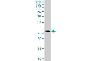 GOSR1 MaxPab polyclonal antibody. (GS28 antibody  (AA 1-250))