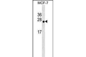 HEBP1 Antibody (N-term) (ABIN1539354 and ABIN2848902) western blot analysis in MCF-7 cell line lysates (35 μg/lane). (HEBP1 antibody  (N-Term))
