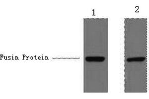 Western Blot analysis of 1 μg V5 fusion protein using V5-Tag Monoclonal Antibody at dilution of 1) 1:5000 2) 1:10000. (V5 Epitope Tag antibody)