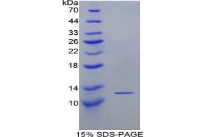SDS-PAGE analysis of Mouse Lymphotactin Protein. (XCL1 Protein)
