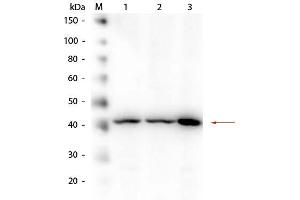 Western Blotting (WB) image for anti-Amyloid beta (A4) Precursor Protein (APP) antibody (ABIN95037)