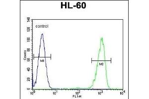 ENTPD3 Antibody (C-term) (ABIN654673 and ABIN2844368) flow cytometric analysis of HL-60 cells (right histogram) compared to a negative control (left histogram). (ENTPD3 antibody  (C-Term))