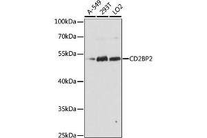 Western blot analysis of extracts of various cell lines, using CD2BP2 antibody  at 1:1000 dilution. (CD2BP2 antibody  (AA 1-341))