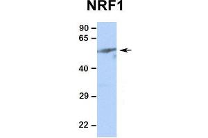 Western Blotting (WB) image for anti-Nuclear Respiratory Factor 1 (NRF1) (Middle Region) antibody (ABIN2775850)