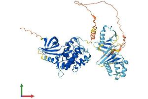 AlphaFold protein structure predicition of Mouse Recombinant Plk5 Protein, UniprotID Q4FZD7