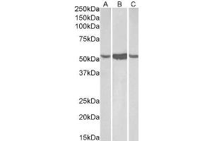 ABIN184581 (0. (ALDH1A1 antibody  (C-Term))